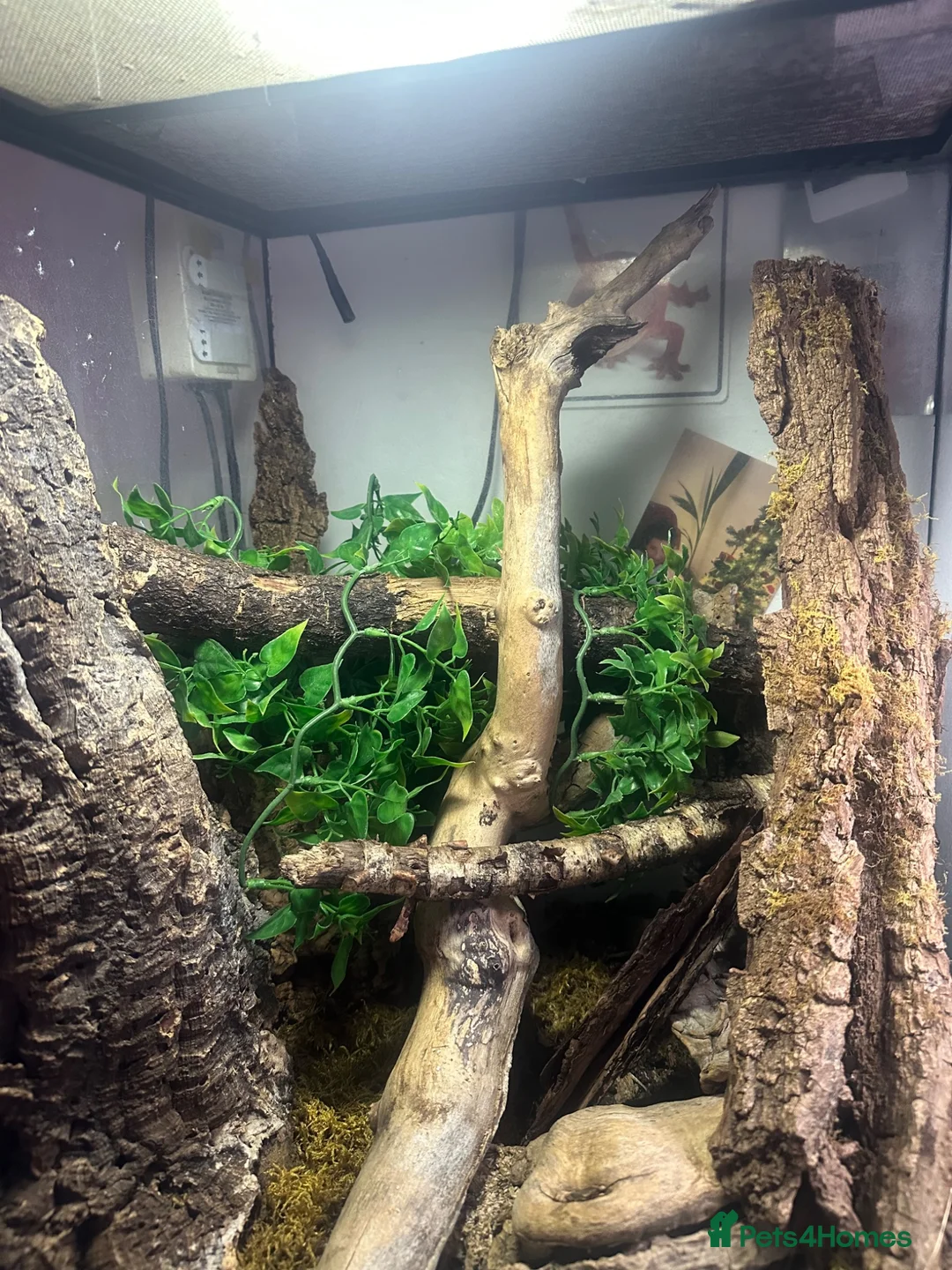 Gecko reptiles for sale: Pair of Tokay Geckos and set up in Redditch - Advert 2