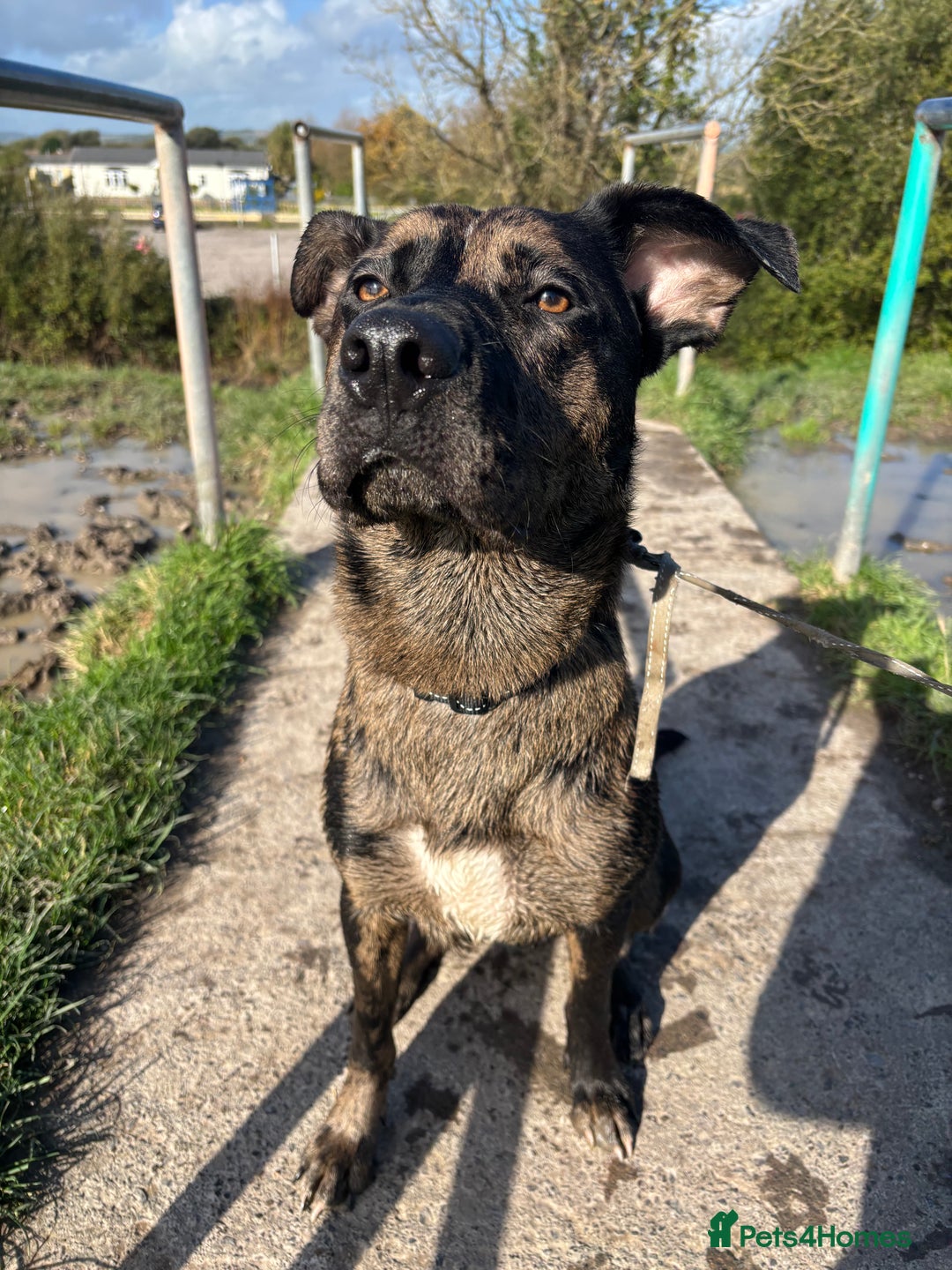 Mixed Breed dogs for sale: Groot - German Shephard Mix - Advert 7