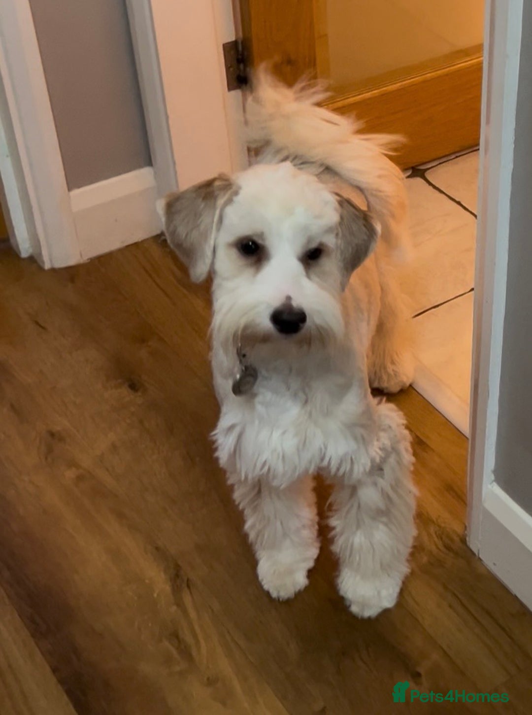 Tibetan Terrier dogs for sale: Beautiful Tibetan Terrier Puppy 9 months old - Image 2