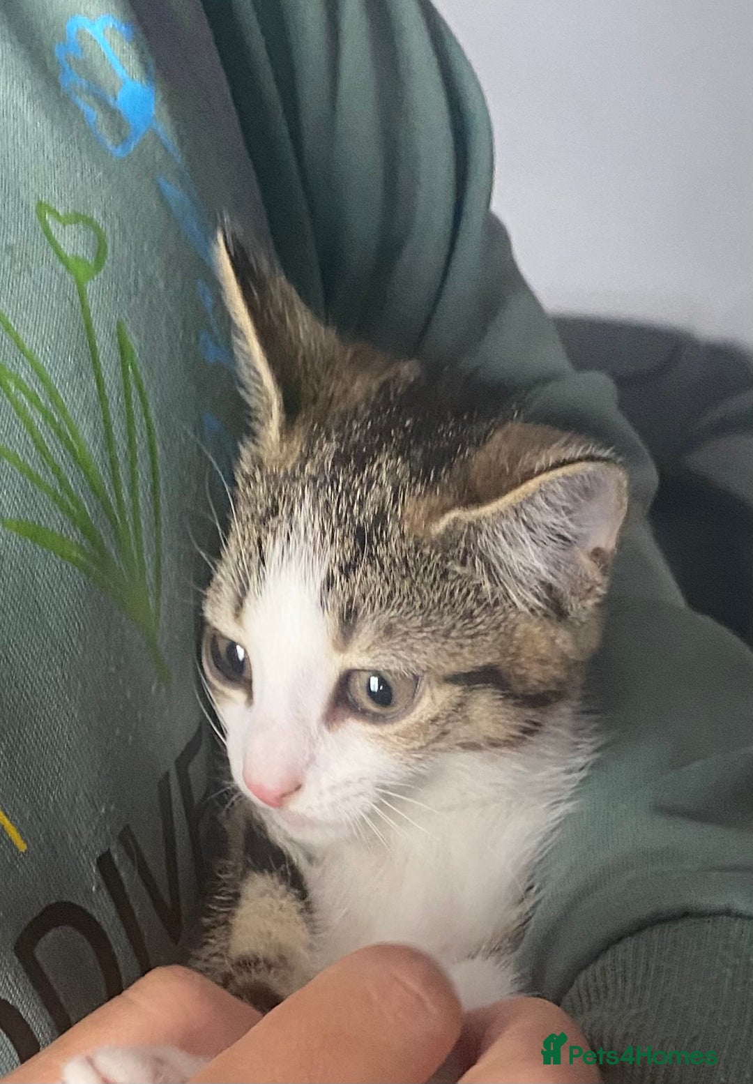 Mixed Breed cats for sale: 10 weeks old kittens ready to leave  - Image 6