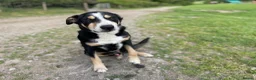 Huntaway dogs for sale: Huntaway x collie pups  - Advert 3