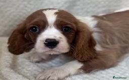 Cavalier King Charles Spaniel dogs for sale: Cavalier King Charles Spaniel Puppies ready now!!! - Image 7
