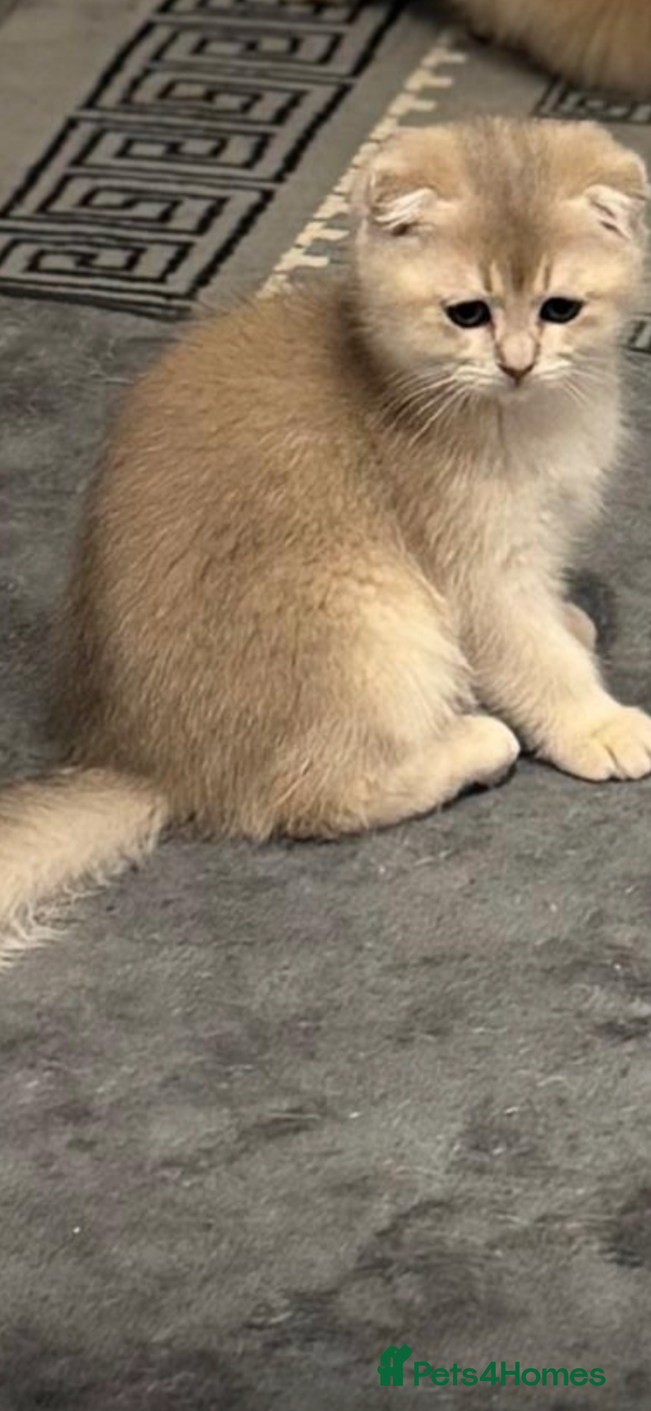 Scottish Fold cats purebred Scottish Chinchilla kittens - Advert 2