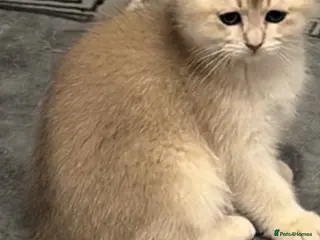 Scottish Fold cats purebred Scottish Chinchilla kittens - Advert 2