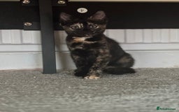 Mixed Breed cats for sale: 1 Gorgeous Female Kitten Ready for their new home - Image 6