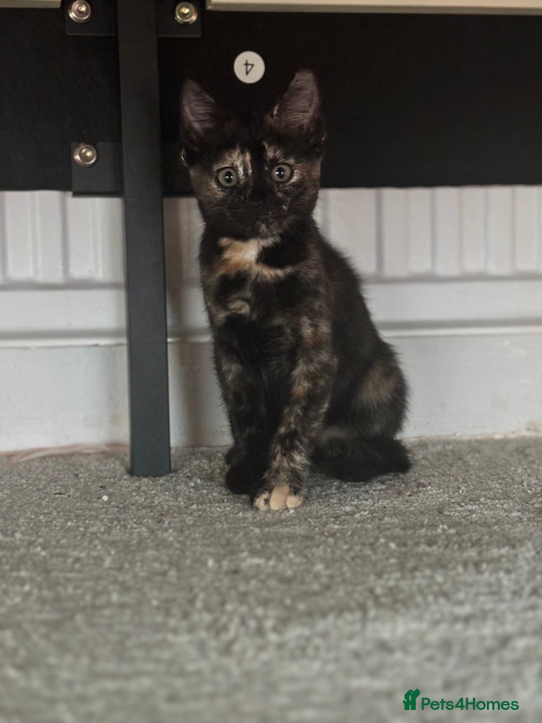 Mixed Breed cats for sale: 1 Gorgeous Female Kitten Ready for their new home - Image 6