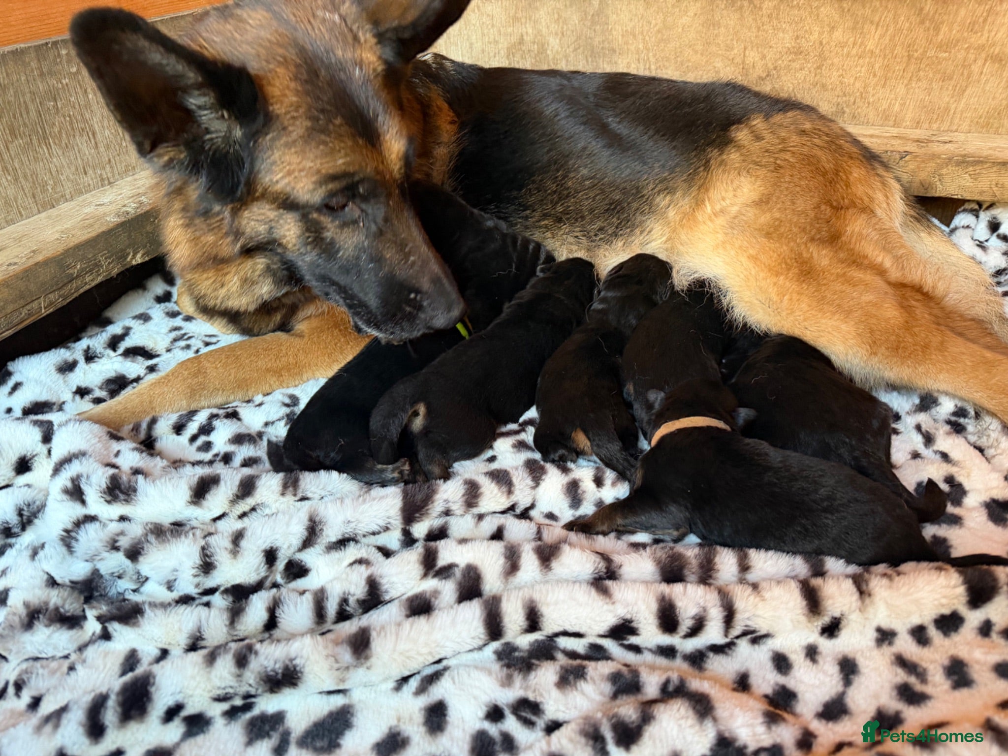 German Shepherd dogs * 6 Month Very Pretty Female * - Advert 1