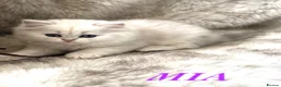 British Longhair cats for sale: ⭐️ BEAUTIFUL BLH & BSH FEMALE KITTENS   ⭐️ - Advert 25