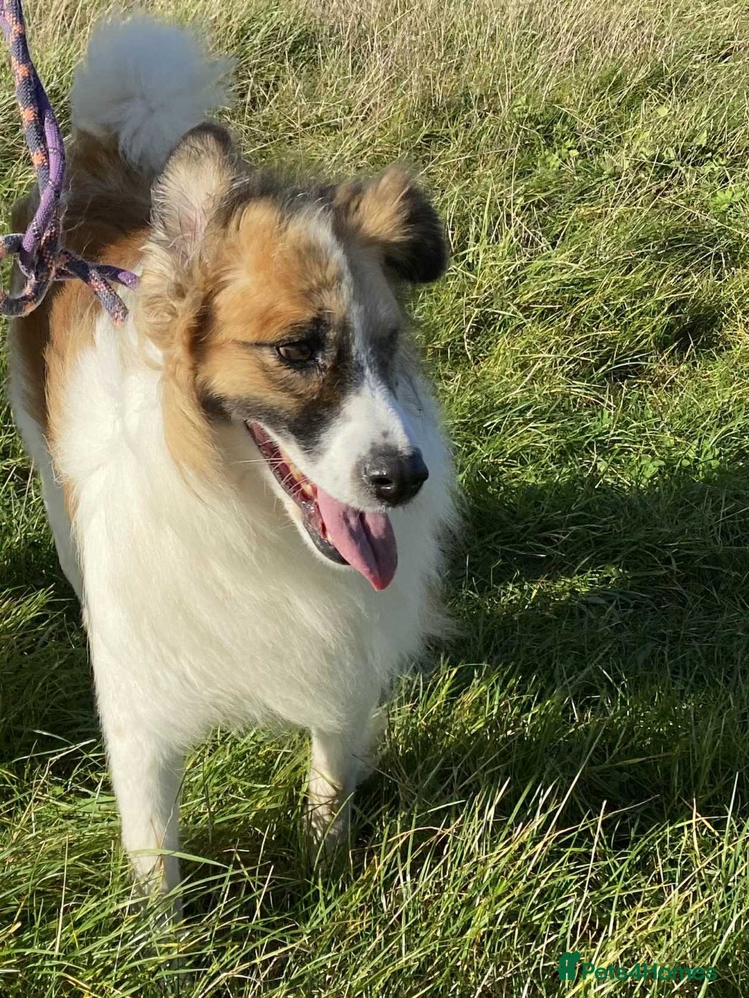 Mixed Breed dogs for adoption: Jessie ❤️ - Advert 8