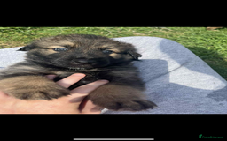 Mixed Breed dogs for sale: Rottweiler mixed with German Shepherds in Shrewsbury - Image 12