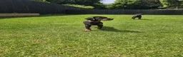 Dobermann dogs for sale: ☆☆Ready to leave Today  Black Doberman Puppies☆☆ - Advert 20