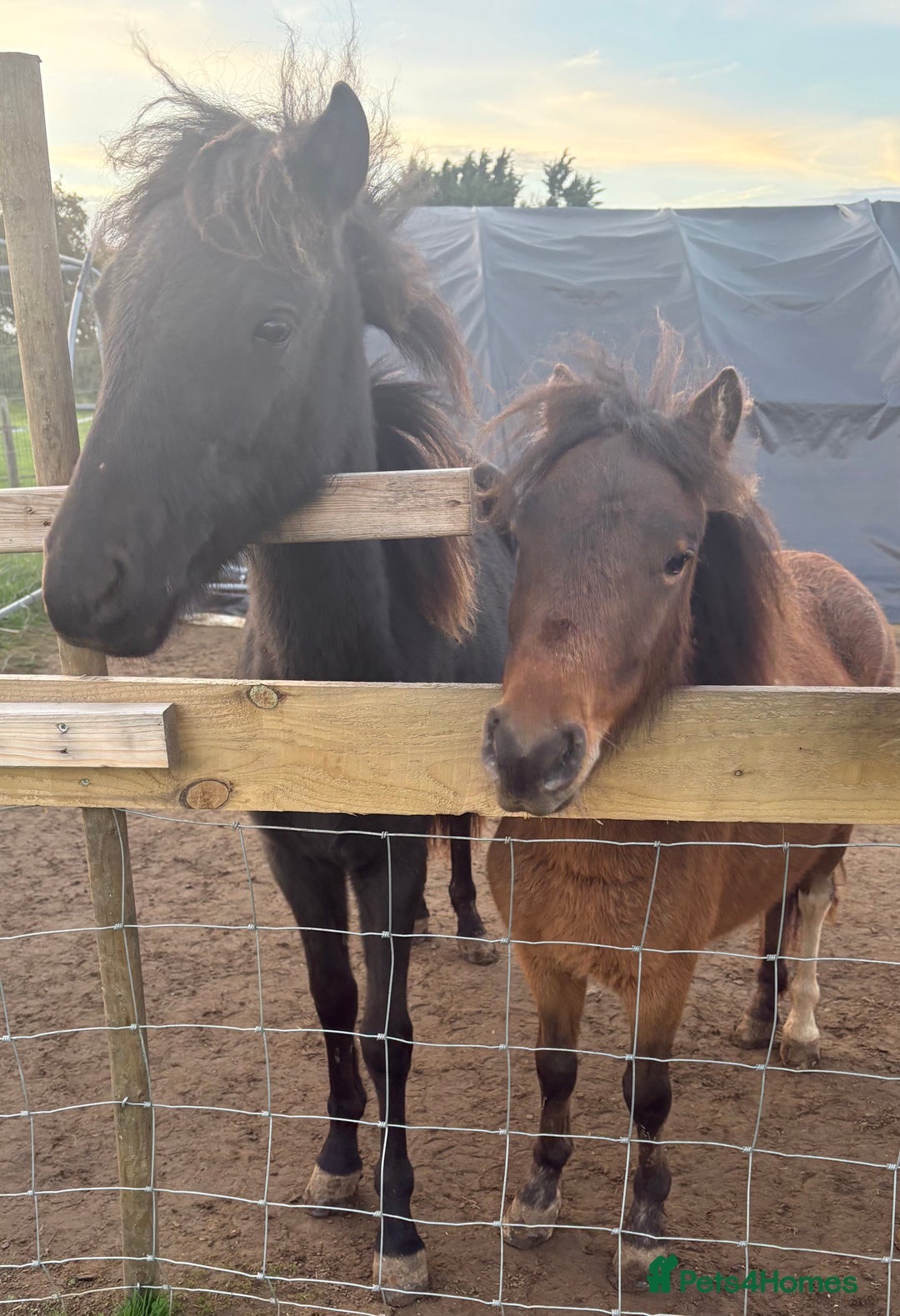 Gotland pony horses for sale: Dartmoor Hill pony  - Advert 2