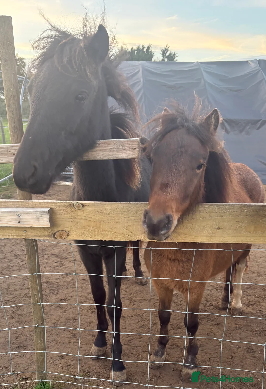 Gotland pony horses for sale: Dartmoor Hill pony  - Advert 2