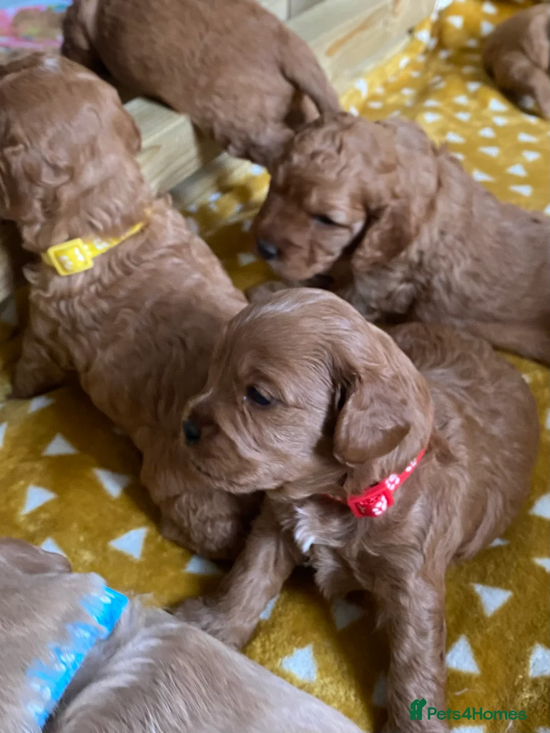 Mixed Breed dogs for sale: Beautiful Cavacockapoo puppies, only two left!  - Advert 24
