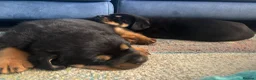 Mixed Breed dogs for sale: Rottweiler x Presa Canario - Advert 14