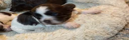 Havanese dogs for sale: Exceptional KC Reg Havanese Puppies – 5⭐ Pedigree, - Advert 6