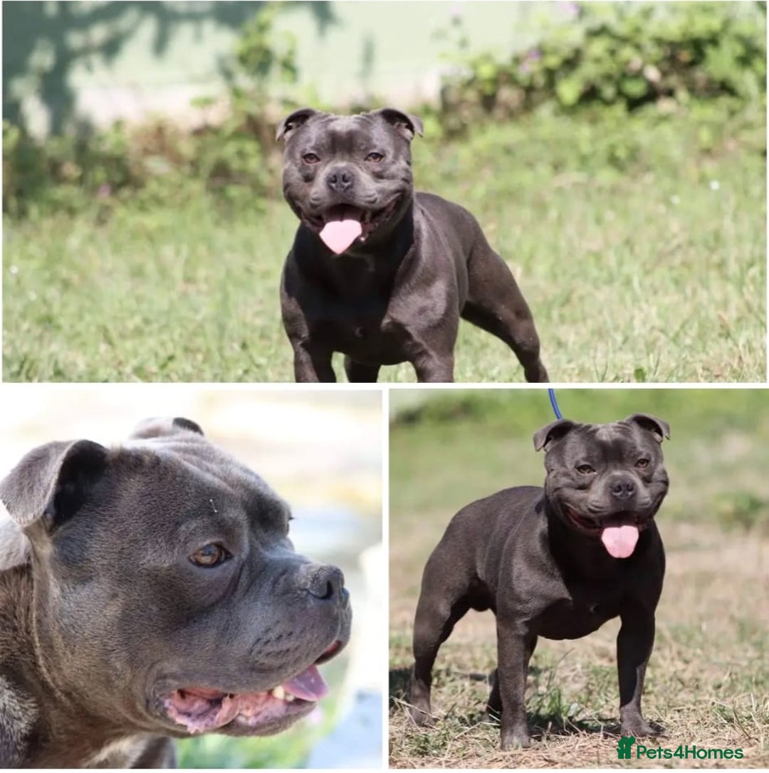 Staffordshire Bull Terrier dogs for sale: SOLID BLUE TEDDY BEARS STAFFS 🐻  - Advert 18