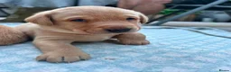 Labrador Retriever dogs for sale: KC Registered Red Fox Labrador Puppies - Advert 7