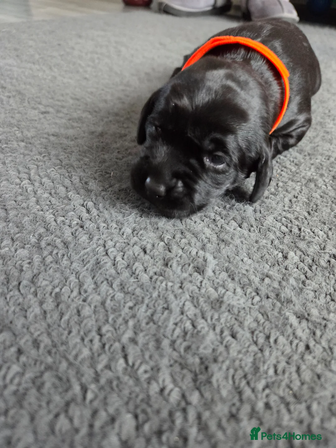 Labrador Retriever dogs for sale: Labrador puppys - Advert 35
