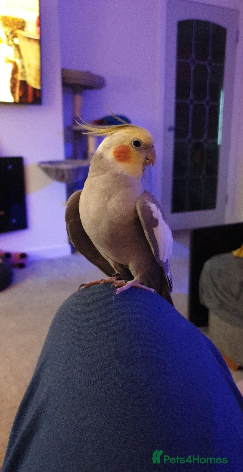 Cockatiels birds Hand reared male cinnamon cockateil  - Advert 1