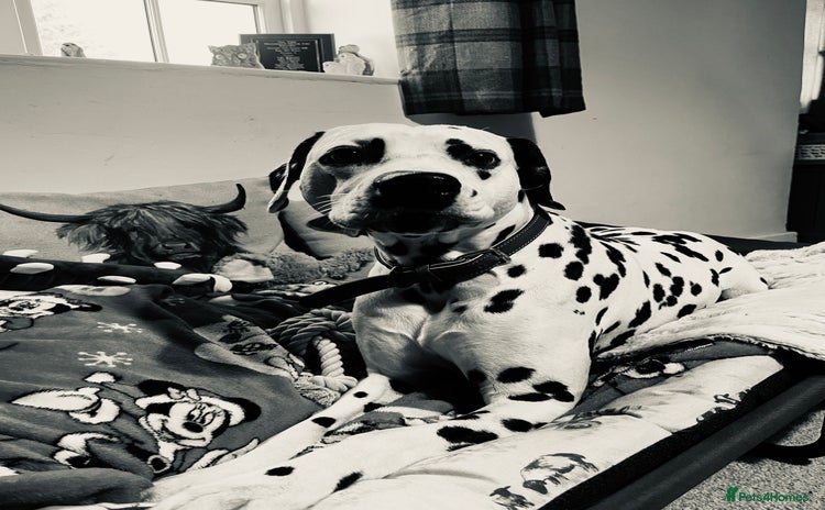 Dalmatian dogs - Advert 1