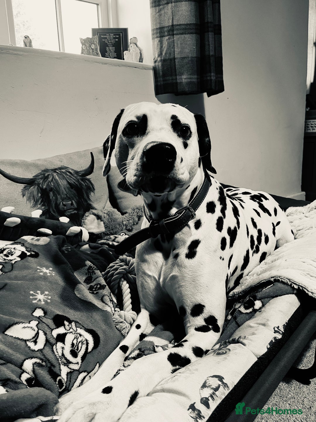 Dalmatian dogs for sale: Handsome family dog  - Image 1