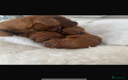 Cavapoo dogs for sale: Cavapoo puppies for sale  - Image 2