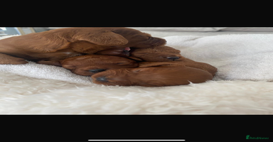 Cavapoo dogs - Advert 1