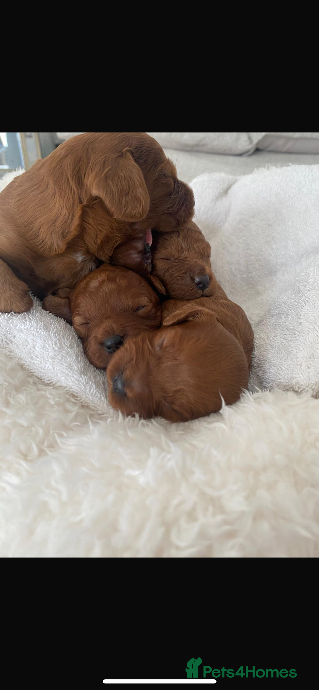 Cavapoo dogs for sale: Cavapoo puppies for sale  - Image 2