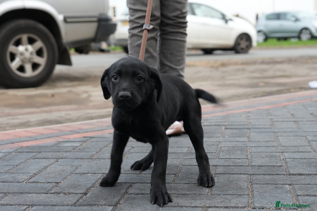 Labrador Retriever dogs for sale: Labrador puppies 2 male black KC reg - Image 4