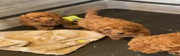 Cockapoo dogs for sale: COCKAPOO PUPPIES  - Advert 6
