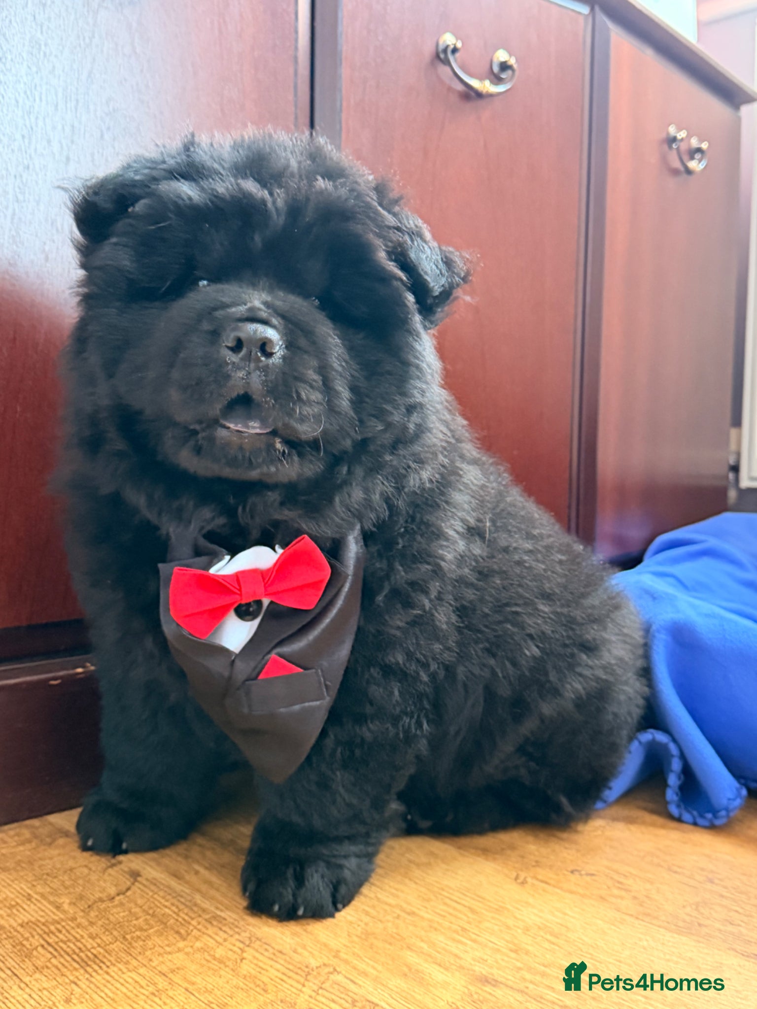 Chow Chow dogs for sale: Fluffy bears ready to go ❤️ in Lampeter - Advert 11
