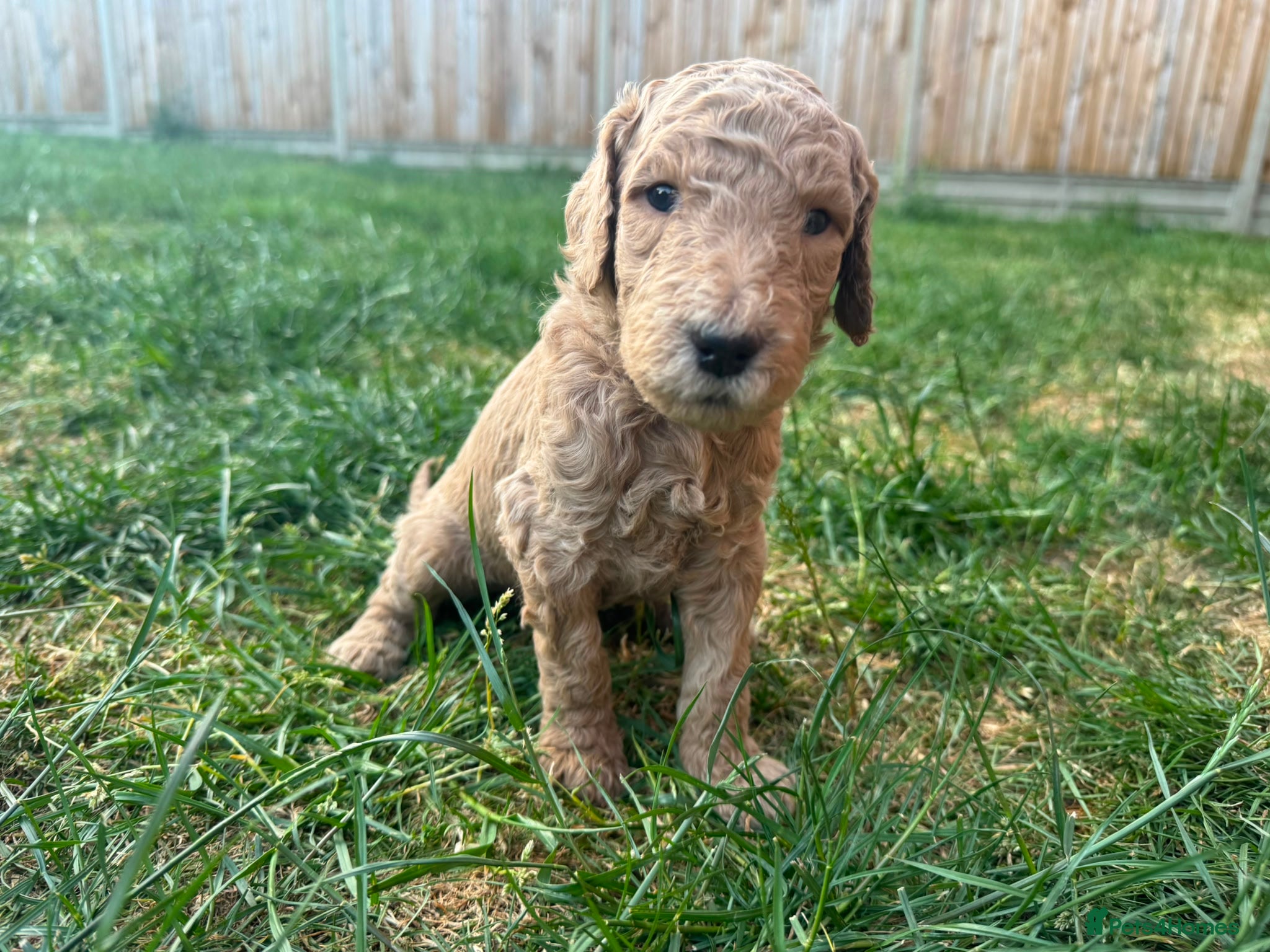 Goldendoodle dogs for sale: Stunning Goldendoodle Puppies in Herne Bay - Advert 23
