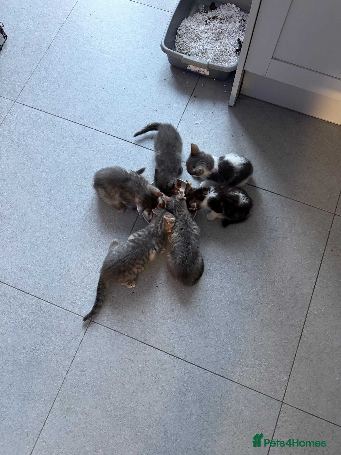 British Shorthair cats READY NOW - Advert 1
