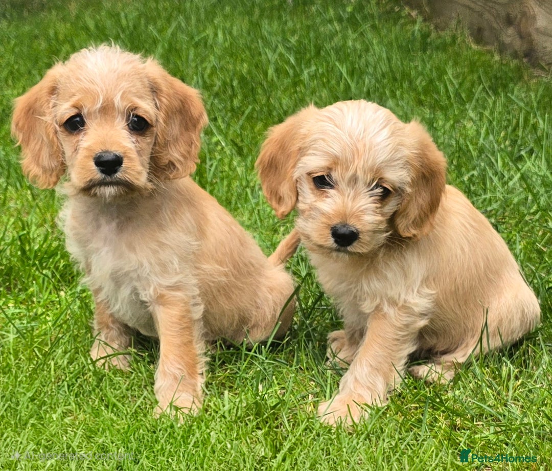 Cavapoochon dogs for sale: Light fox red Cavapoochon puppies - Image 2