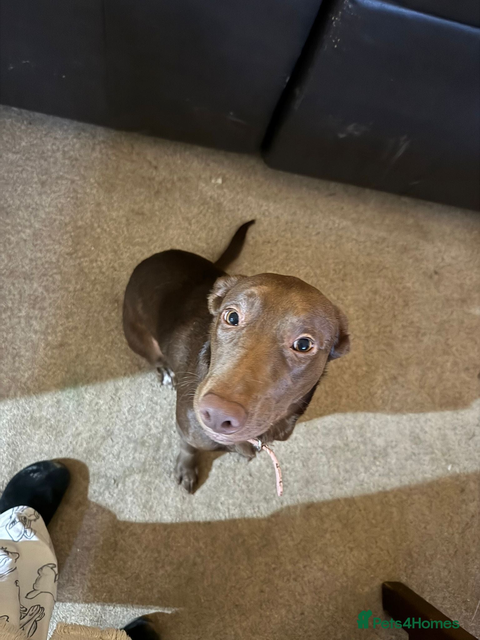 Borador dogs 7 month old puppy for sale  - Advert 1