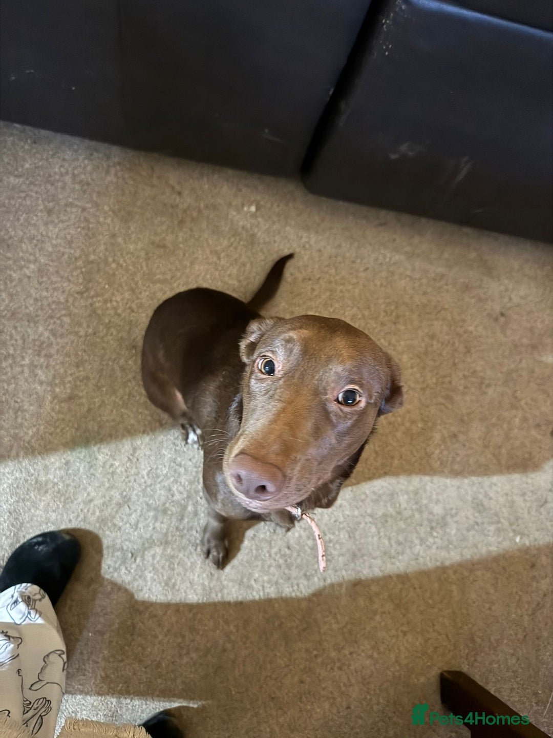 Borador dogs for sale: 7 month old puppy for sale  - Advert 1