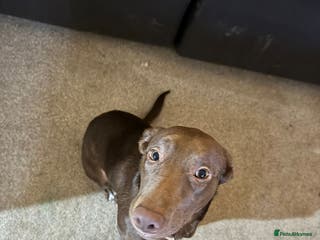 Borador dogs 7 month old puppy for sale - Advert 2