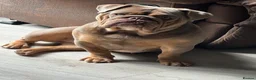 English Bulldog dogs for sale: Stunning bulldog pedigree  in Church Stretton - Advert 1