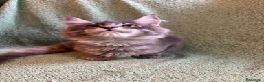 Maine Coon 4