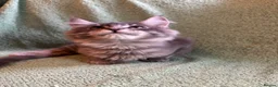 Maine Coon cats for sale: TICA registered Maine coons.  - Advert 12