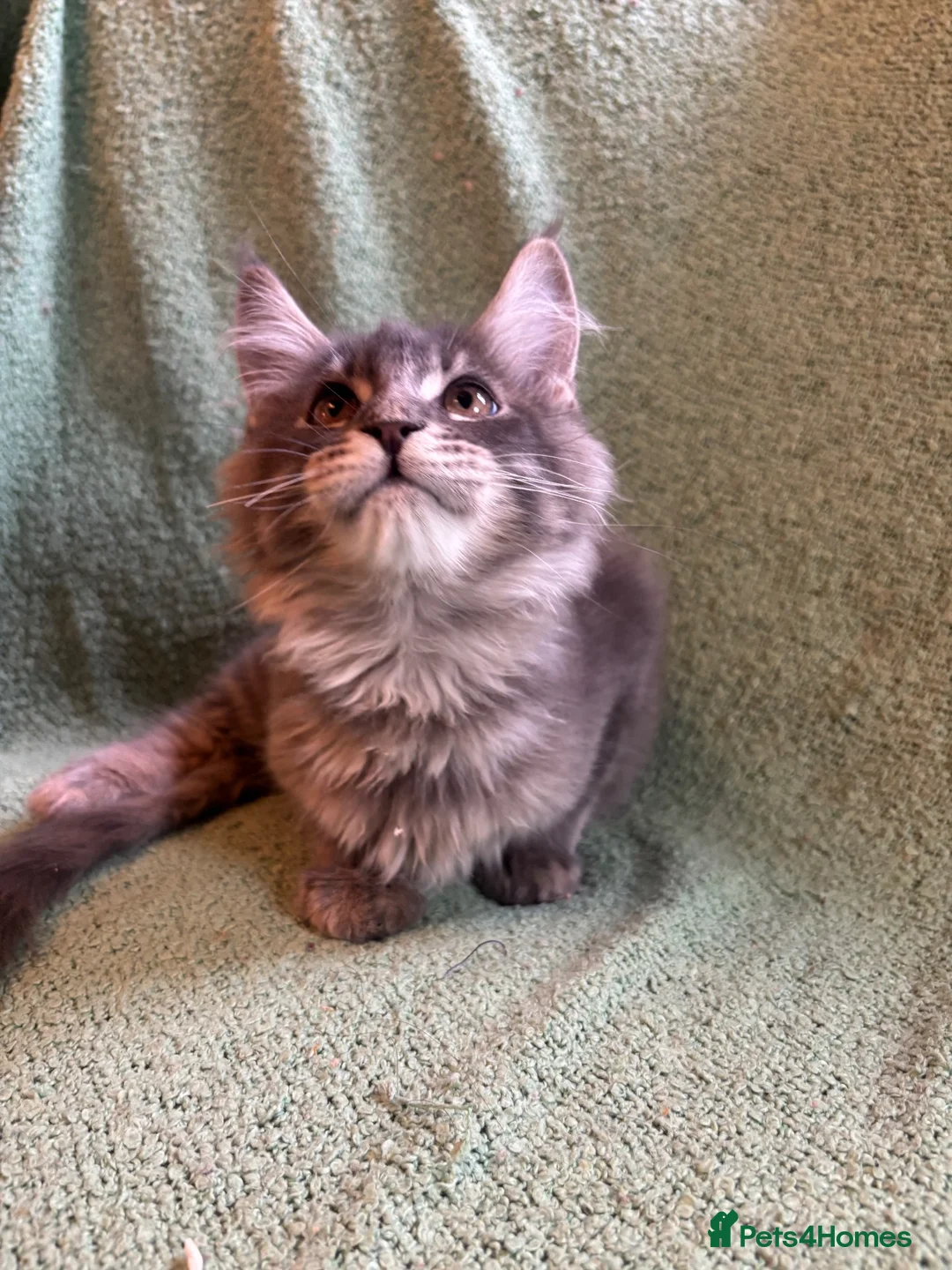 Maine Coon cats for sale: TICA registered Maine coons.  - Advert 12