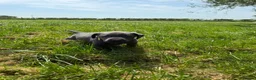 Labrador Retriever dogs for sale: RARE Stunning Silver & Charcoal Labrador Boy pups - Advert 8