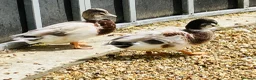 Ducks poultry for sale: Call Ducks  - Advert 5