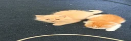 British Shorthair cats for sale: British shorthair x - Advert 8