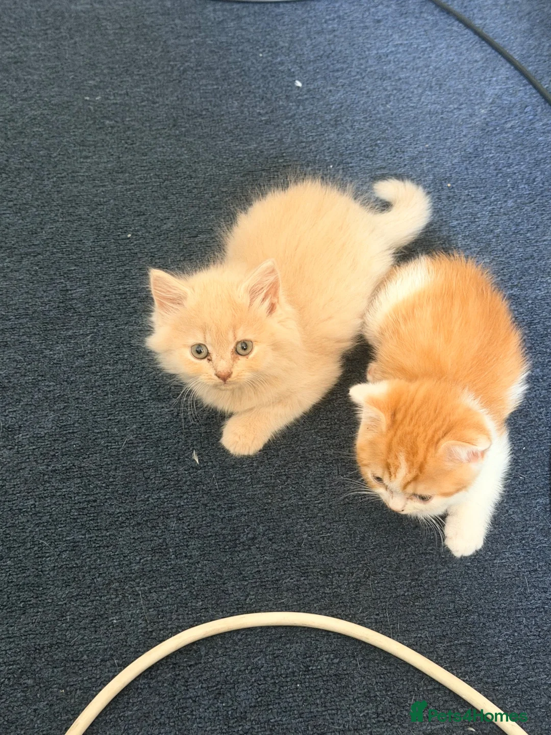 British Shorthair cats for sale: British shorthair x - Advert 8