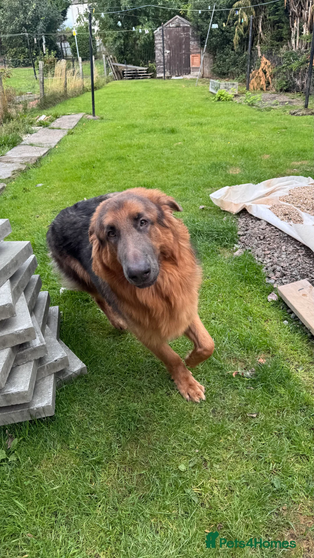 German Shepherd dogs for stud: Healthy Blue & Tan, KC Registered  - Advert 2