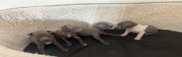 Italian Greyhound dogs for sale: 3 girls 1 boy available  - Advert 14