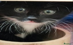 Mixed Breed cats for sale: Adorable kittens looking for loving homes - Image 11