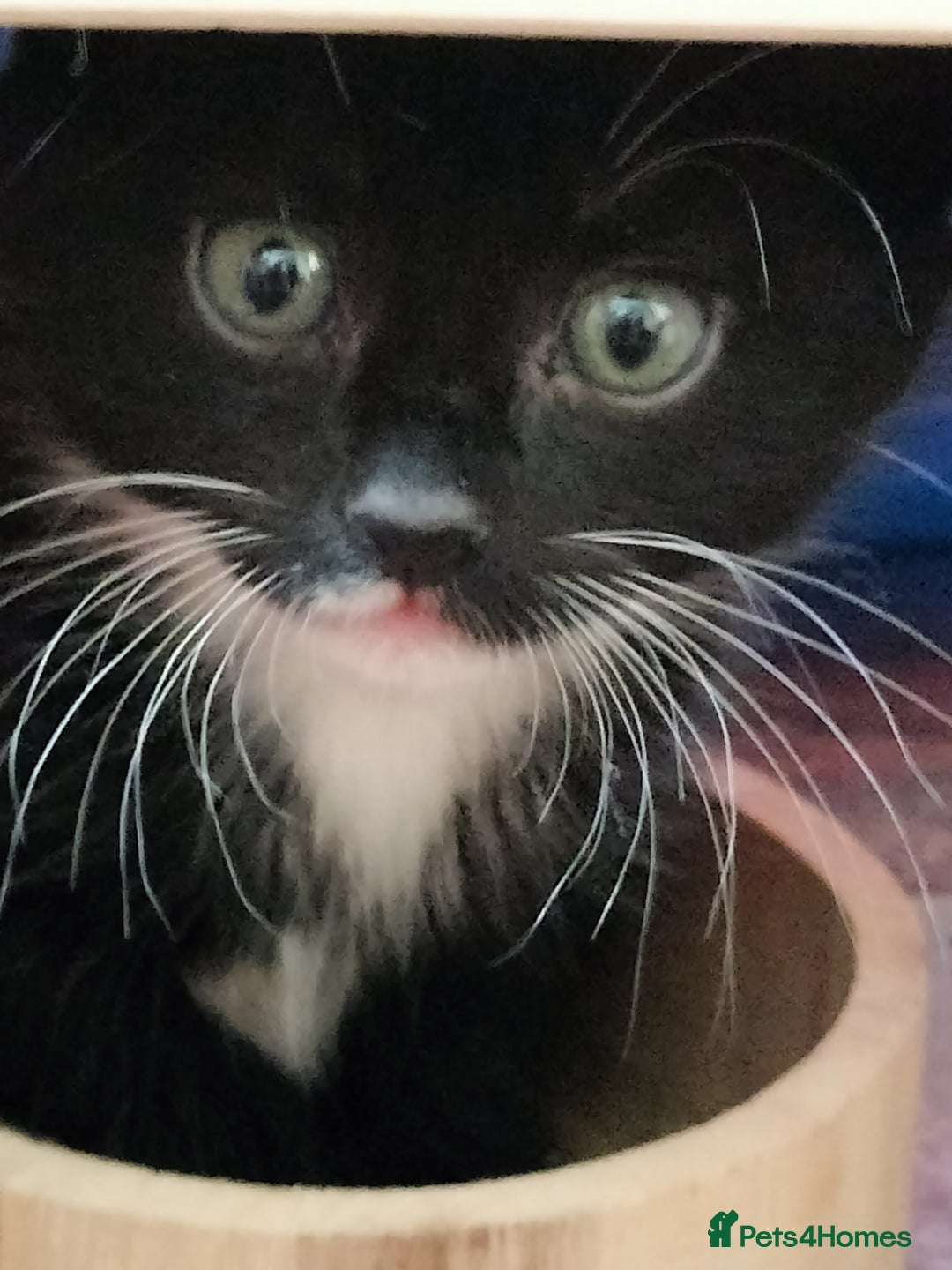 Mixed Breed cats for sale: Adorable kittens looking for loving homes - Image 11